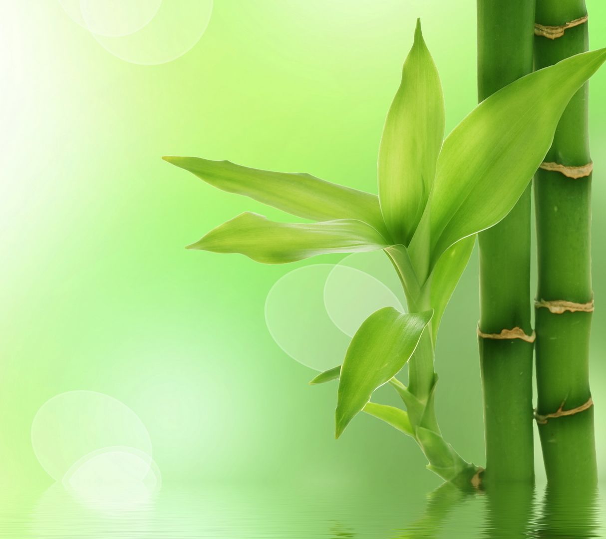 一个关于书店的梦想