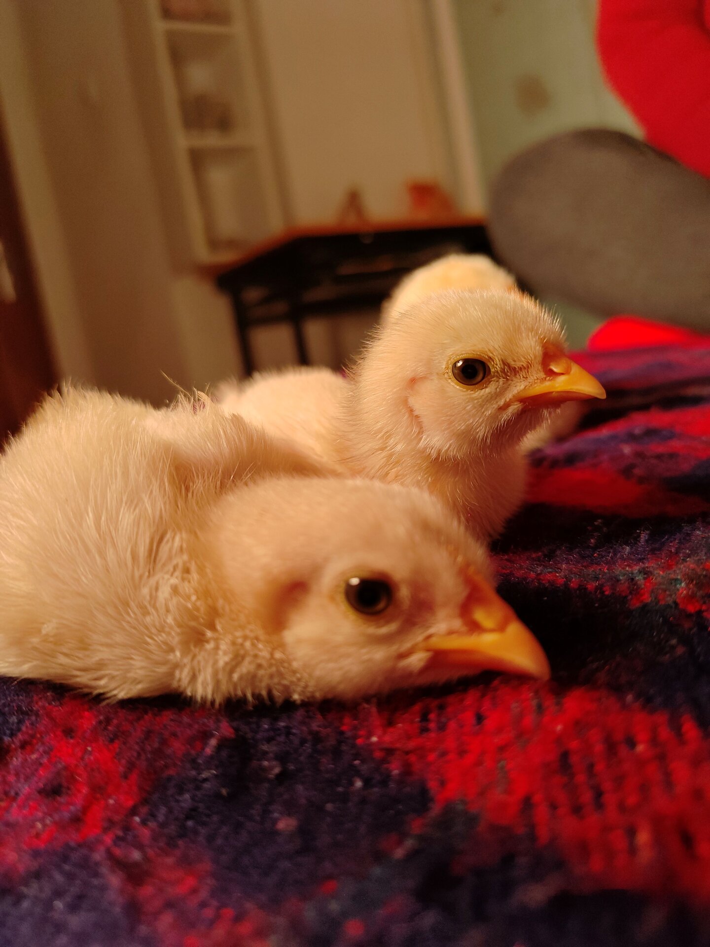 写给三年后的你