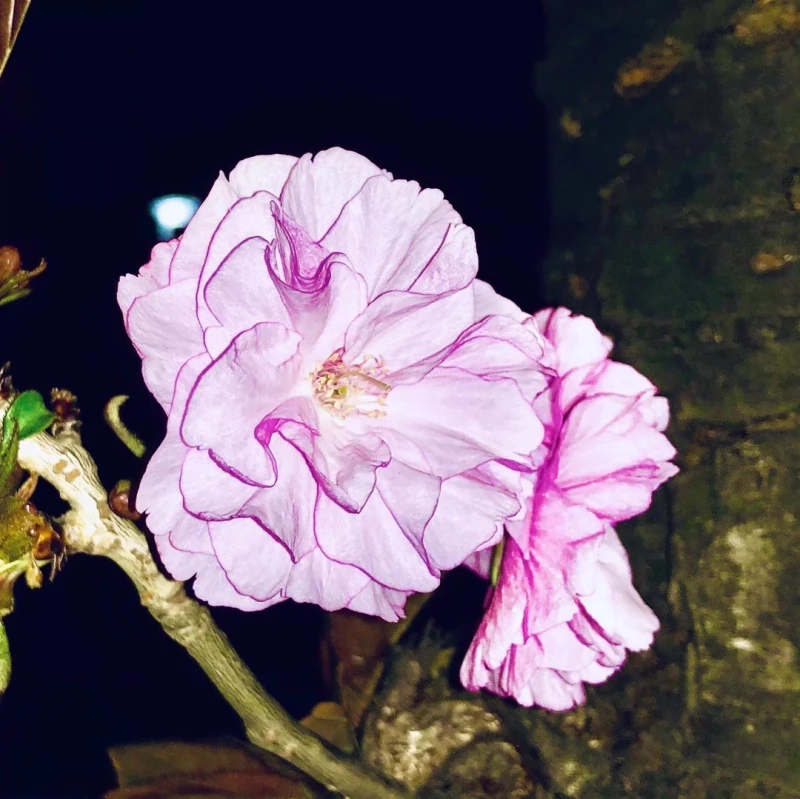 致一位新手成人：刘雯静